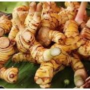 Galangal - My Store