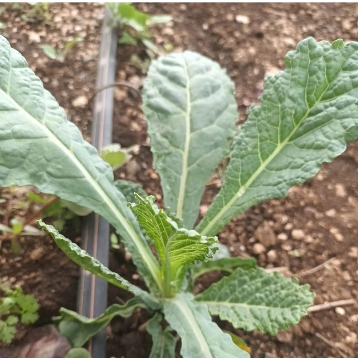 Kale - My Store