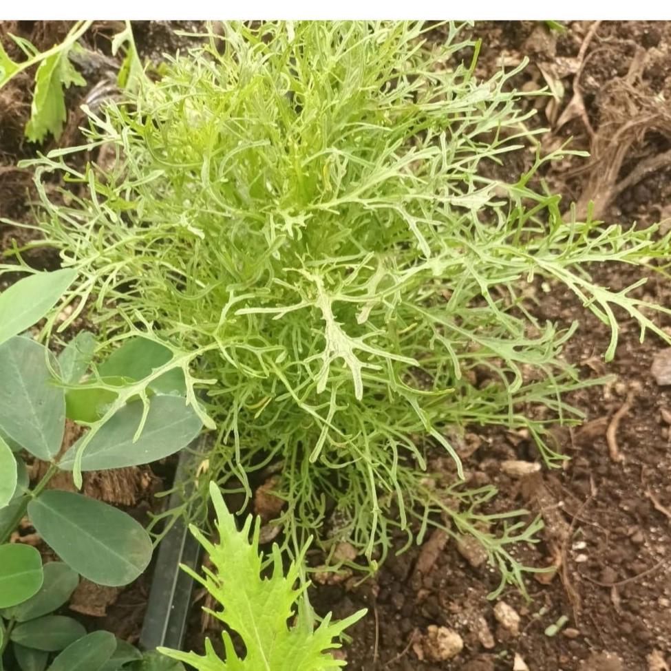 Mustard Leaf Mix - My Store