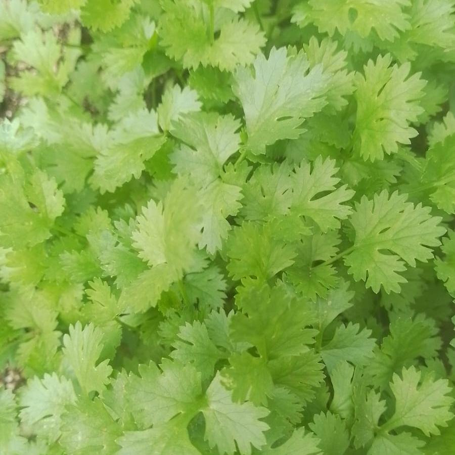 Cilantro (Wholesale)