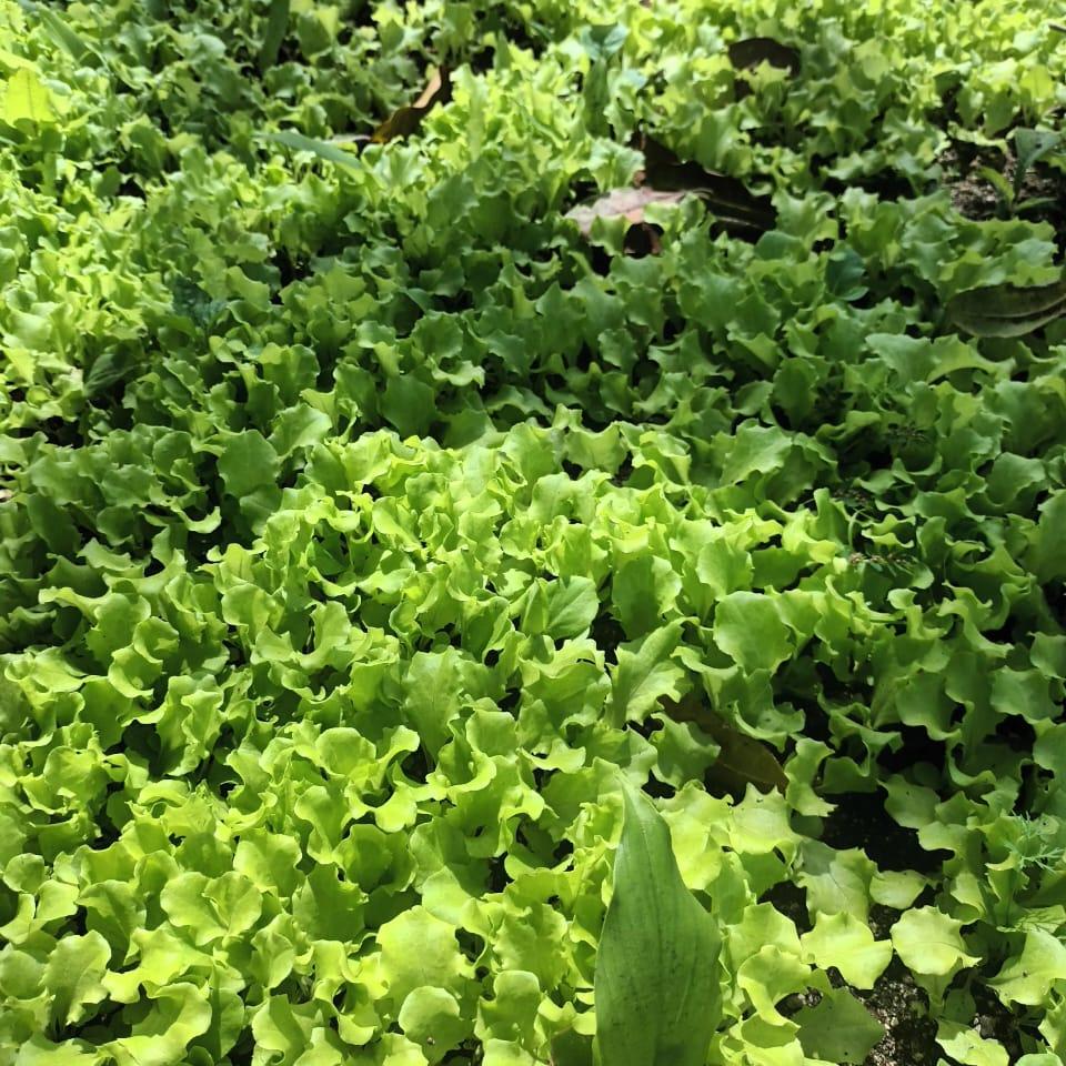Lettuce Leaf (Wholesale)
