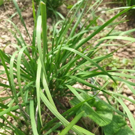 Chives (garlic) - My Store