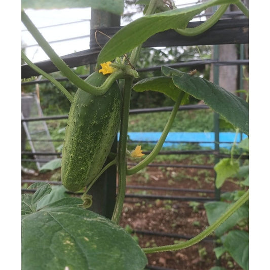 Cucumbers - My Store