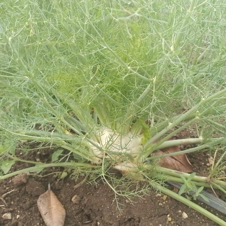 Fennel Bulb and Leaf