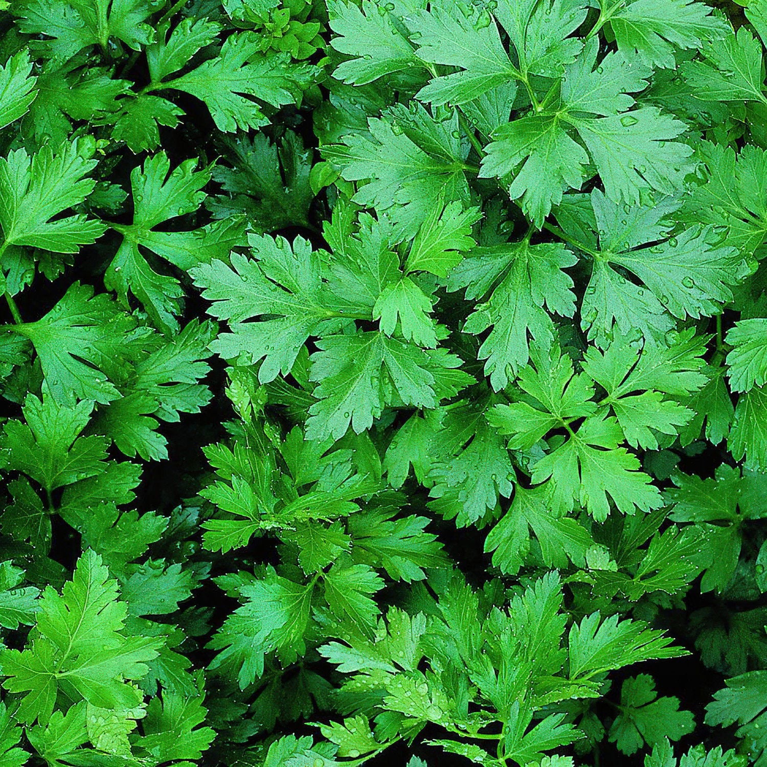 Italian Parsley - My Store