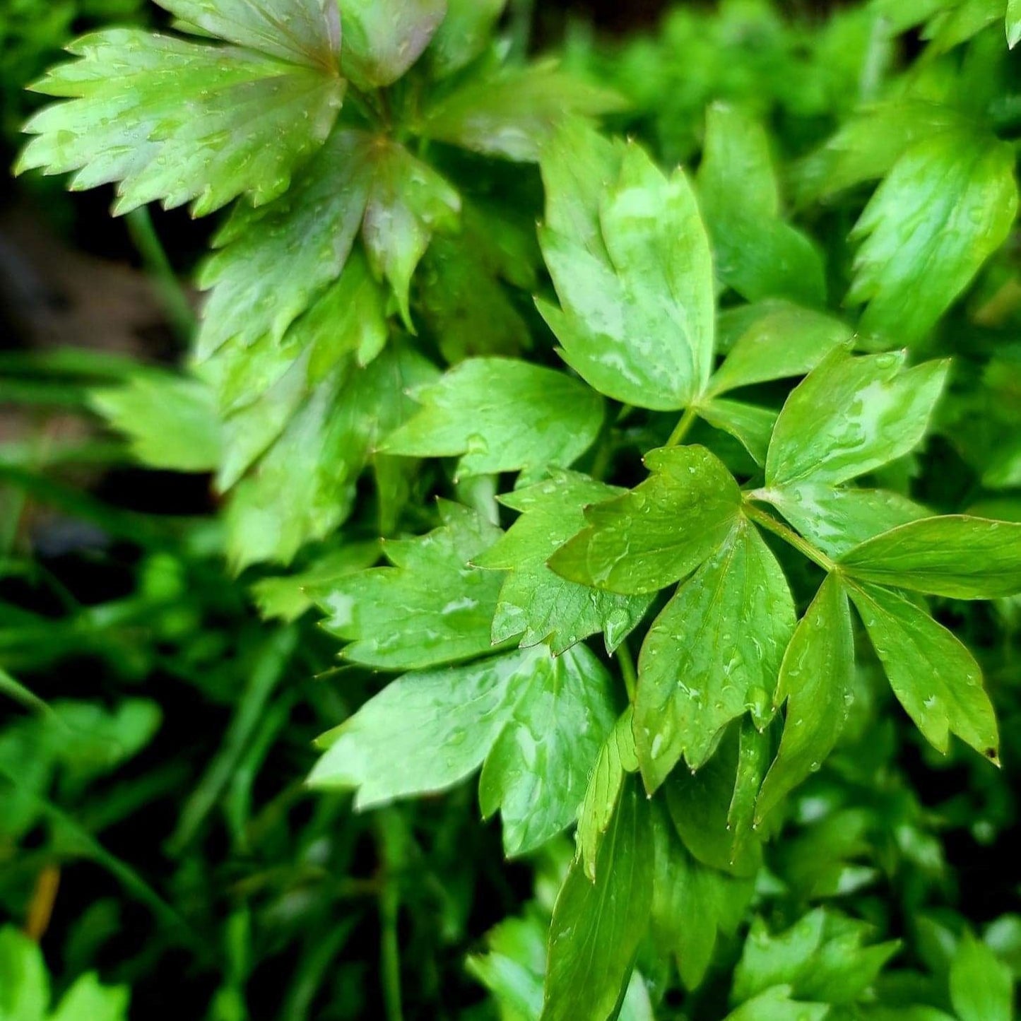 Lovage (Cellery Herb) - My Store