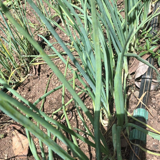 Spring Onion