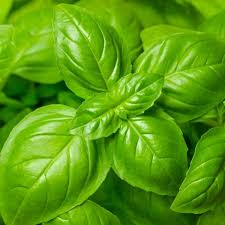 Italian Basil