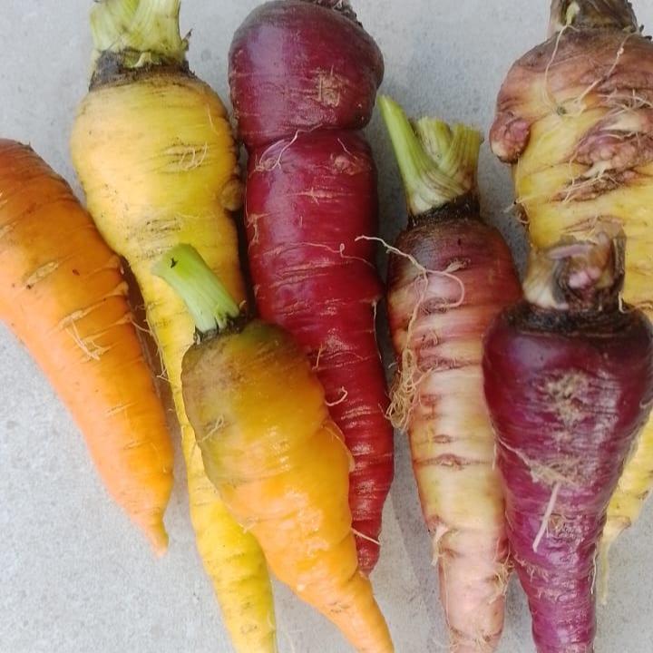 Carrots (Wholesale)