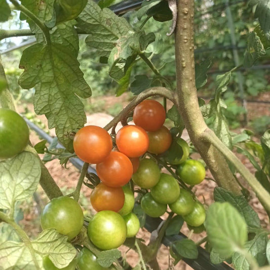 Cherry Tomatoes