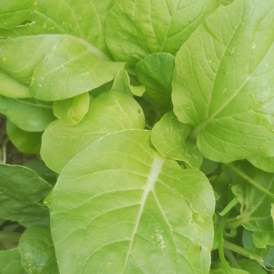 Chinese Spinach