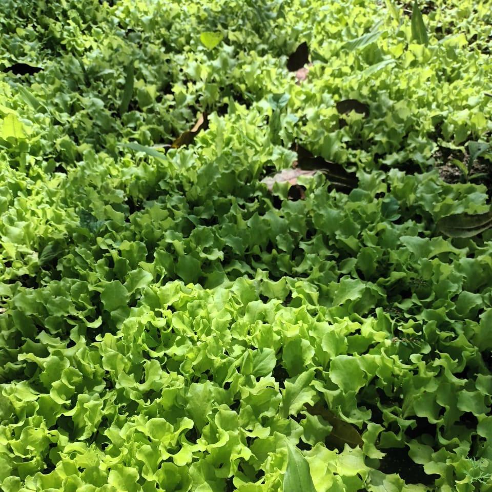 Lettuce Leaf