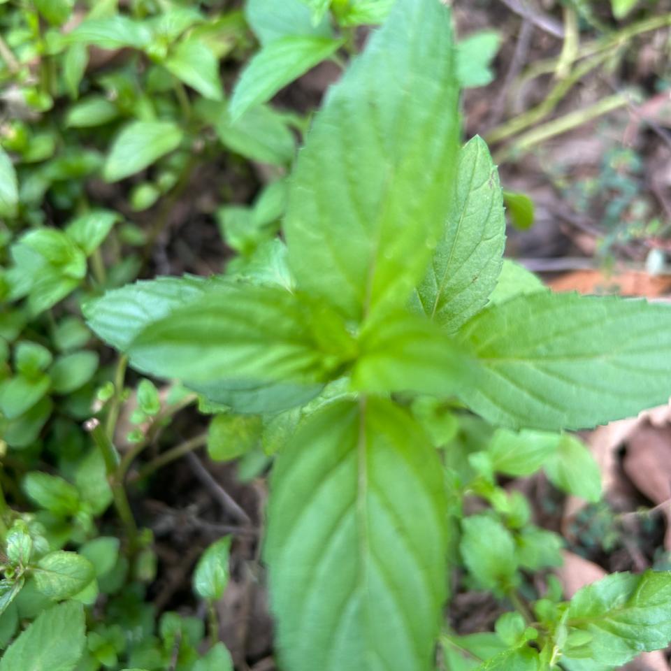 Peppermint & Spearmint Combo